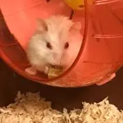 Rirackの画像