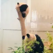 パンダの画像