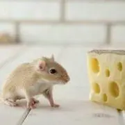 カノコ