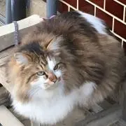 ばしゃー