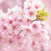 スキルスクリーン No.15 ベジタブル ビーズのれん 材料セット 希少品 スキルスクリーン No.15 ベジタブル ビーズのれん 材料セット 希少品