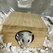 てるてるの画像