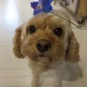 ペーパーの画像