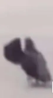 いっしー