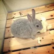 ぴのたん☆の画像