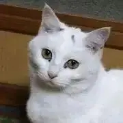 ぶたマルの画像