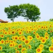 どんどんの画像