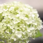 アナベルの画像