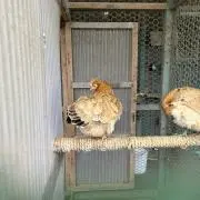 ハトの画像