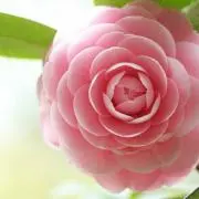 ゆるり☆の画像
