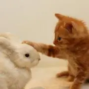 ラプンツェルの画像