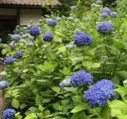 まみおかの画像