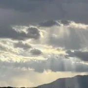 松の画像