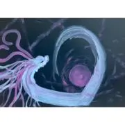 あの画像