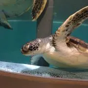 わらびもちの画像