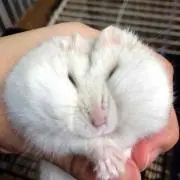 おかめの画像