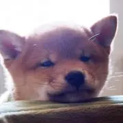 ほたて