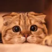 meiの画像