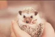 くぅーちゃん☆おまとめ割引有りの画像