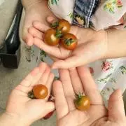やまのこの画像