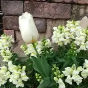 ミモザの画像