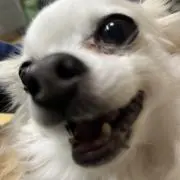 すんすんすんの画像