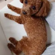 やぎちゃんの画像