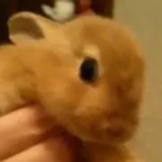 ハニー
