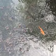 よーへーの画像