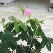 とひかの画像