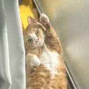 みやみやの画像