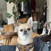 ニコ坊の画像