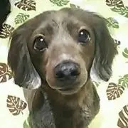 U^ェ^Uあんず24☺の画像