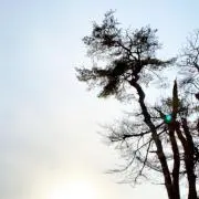 駒の画像