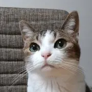ふうの画像