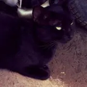 くろねこの画像