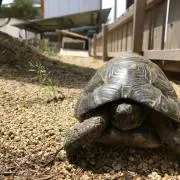 カメ次郎の画像