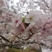 やんの画像