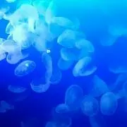 Shineybright
