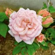 花ちゃんの画像