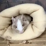 とと⭐︎リピーター様&複数購入割引⭐︎の画像