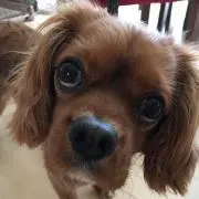 フミカの画像