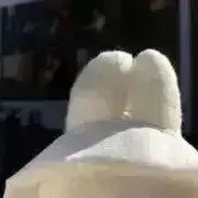 ペンギンの画像