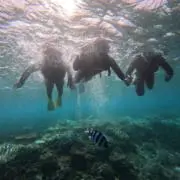 saku39の画像