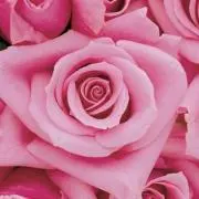 Lovely Roses
