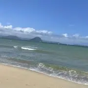 カワウソの画像