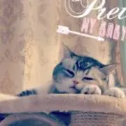 ねここ