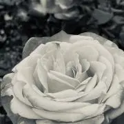 ohanaプロフ必読の画像
