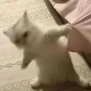 neoの画像