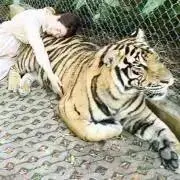 donmaikoの画像
